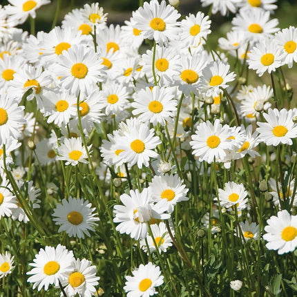 RHS British Wildflowers Seed Collection 6 Native Varieties