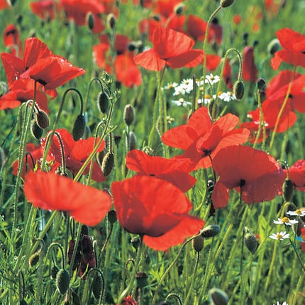 RHS British Wildflowers Seed Collection 6 Native Varieties