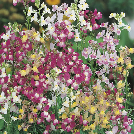 RHS British Wildflowers Seed Collection 6 Native Varieties