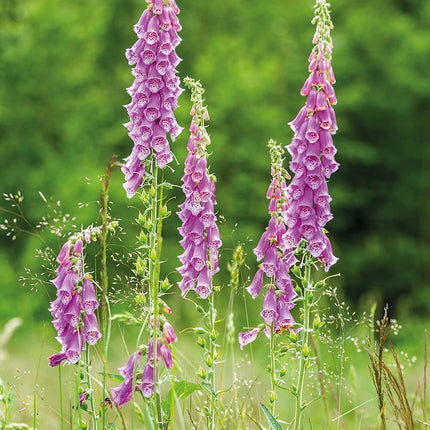 RHS British Wildflowers Seed Collection 6 Native Varieties