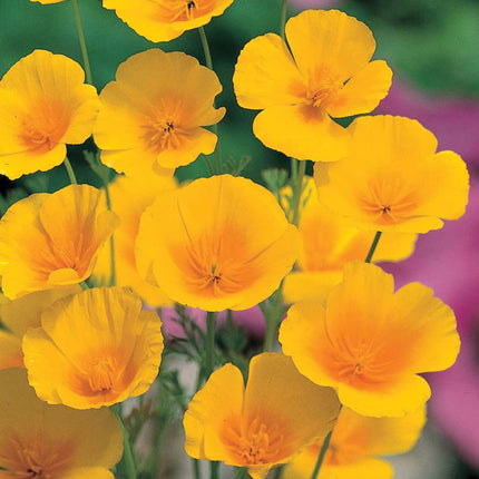 RHS Flowers for Drought Resistance Seed Collection 6 Heat Tolerant Varieties