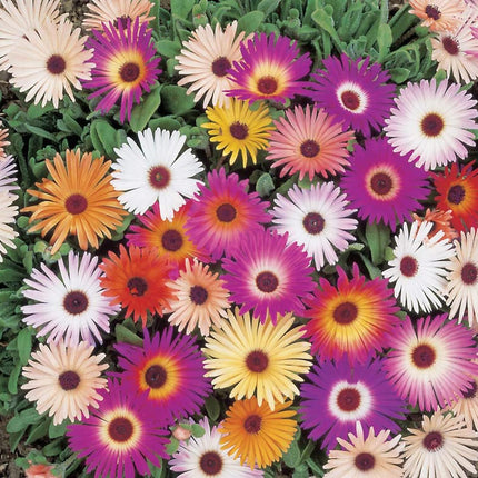 RHS Flowers for Drought Resistance Seed Collection 6 Heat Tolerant Varieties