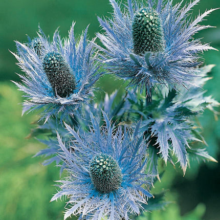 RHS Flowers for Drought Resistance Seed Collection 6 Heat Tolerant Varieties