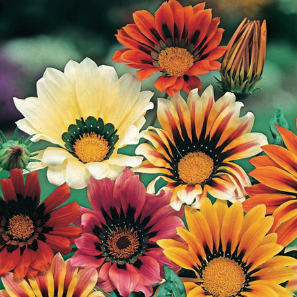 RHS Flowers for Drought Resistance Seed Collection 6 Heat Tolerant Varieties