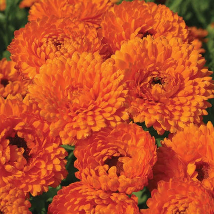 RHS Flowers for Drought Resistance Seed Collection 6 Heat Tolerant Varieties
