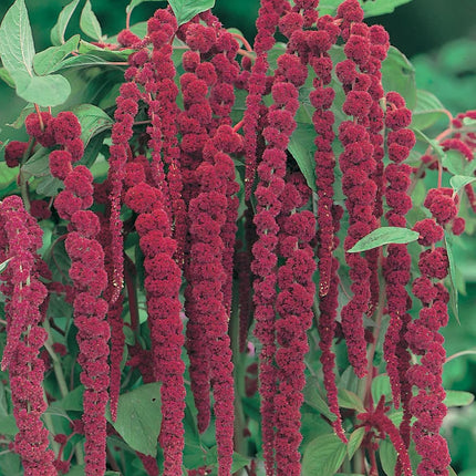 RHS Flowers for Drought Resistance Seed Collection 6 Heat Tolerant Varieties