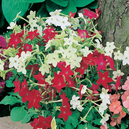 RHS Flowers for Fragrance Seed Collection 6 Scented Varieties