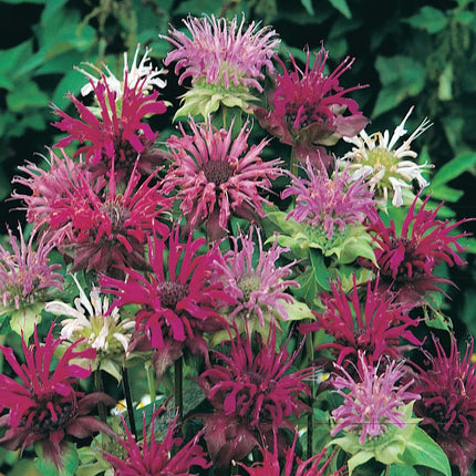 RHS Flowers for Fragrance Seed Collection 6 Scented Varieties