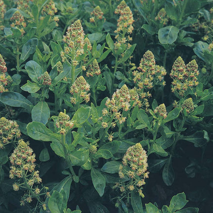 RHS Flowers for Fragrance Seed Collection 6 Scented Varieties