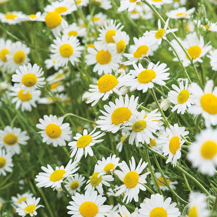 RHS Flowers for Fragrance Seed Collection 6 Scented Varieties