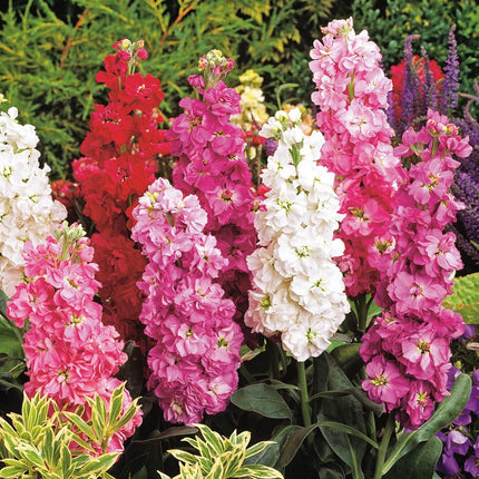 RHS Flowers for Fragrance Seed Collection 6 Scented Varieties