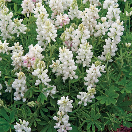 RHS Flowers for Fragrance Seed Collection 6 Scented Varieties