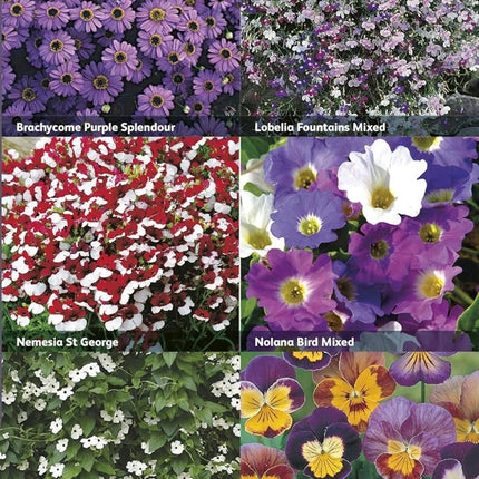RHS Flowers for Hanging Baskets Seed Collection 6 Trailing Varieties