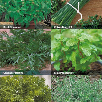 RHS Herbs for Containers Collection 6 Varieties, Curated Herb Seed Collection for Pots and Patios