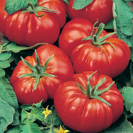 RHS Vegetables for Heirloom Crops Vegetable Seeds Collection 6 Traditional Varieties
