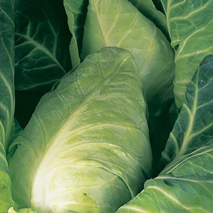 RHS Vegetables for Heirloom Crops Vegetable Seeds Collection 6 Traditional Varieties