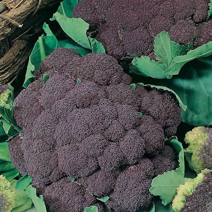 RHS Vegetables from Italy Vegetable Seeds Collection 6 Authentic Italian Varieties
