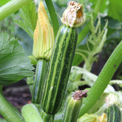 RHS Vegetables from Italy Vegetable Seeds Collection 6 Authentic Italian Varieties