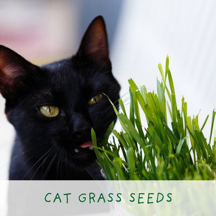 Cat - Friendly Plant Grow Kit – Perfect Gift for Cat Owners | The Plant Gift Co. | Plant Growing Kit | THEPLANTCO - CATLOVERS | AllotMate Essentials