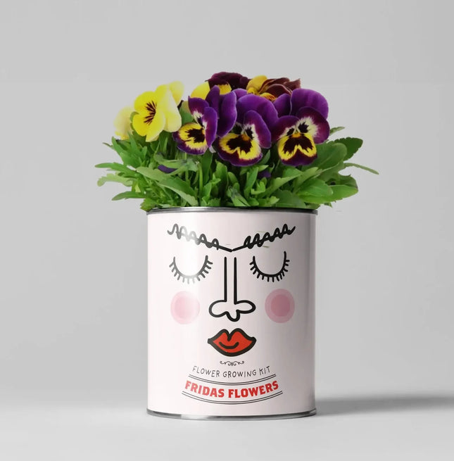 Easy Big Flowering Plant Kit – Eco Grow Your Own Gift | The Plant Gift Co.