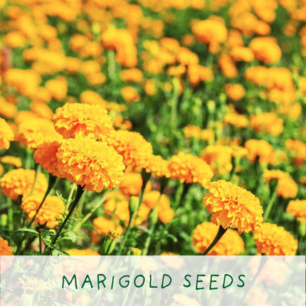 Easy Big Flowering Plant Kit – Eco Grow Your Own Gift | The Plant Gift Co. | Plant Growing Kit | starter small | AllotMate Essentials