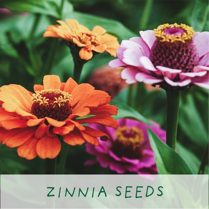 Easy Big Flowering Plant Kit – Eco Grow Your Own Gift | The Plant Gift Co. | Plant Growing Kit | starter small | AllotMate Essentials