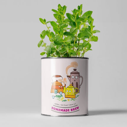 Homemade Brew Tea Kit – Grow Your Own Herbal Tea | Eco Gift by The Plant Gift Co.