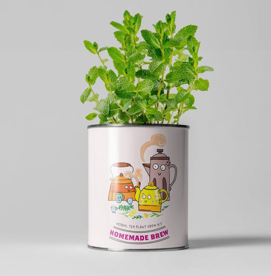 The Plant Gift Co. The Plant Gift Co. - Homemade Brew. Eco Grow Your Own Tea Kit - Herb Growing Kit - The Online Garden Store - HMM - BRW - GRW - YR - 