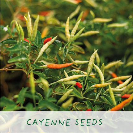 Hot Chilli Plant Grow Kit – Gift for Gardeners | The Plant Gift Co. | Plant Growing Kit | THEPLANTCO - HOTCHILLIPLANTS | AllotMate Essentials