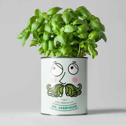 Kitchen Herb Plant Kit – Grow Your Own Herbs Indoors | The Plant Gift Co.