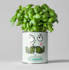 Kitchen Herb Plant Kit – Grow Your Own Herbs Indoors | The Plant Gift Co.
