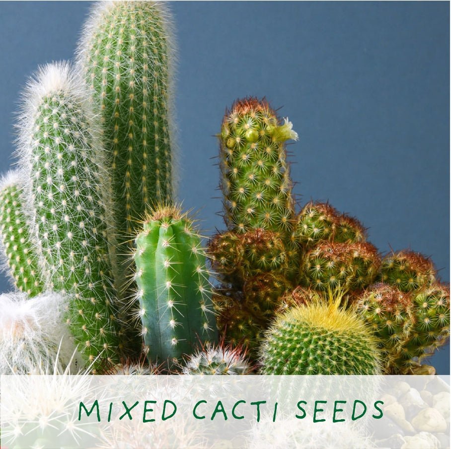 The Plant Gift Co. The Plant Gift Co. - Percy Pricklebum. Grow Your Own Cacti Kit - Plant Growing Kit - The Online Garden Store - PRC - PRC - 