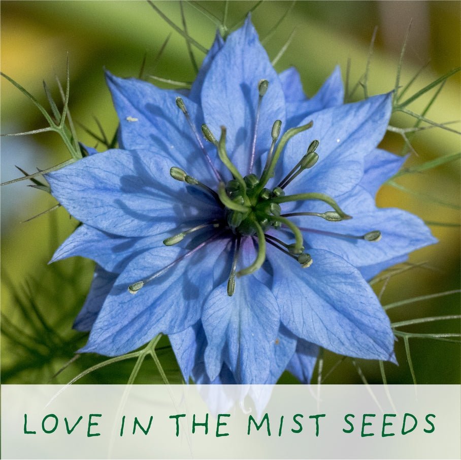 The Plant Gift Co. The Plant Gift Co. - Seeds of Love. Grow Your Own Plant Kit - Flower Plant Kit - The Online Garden Store - SDS - OF - LV - GRW - 