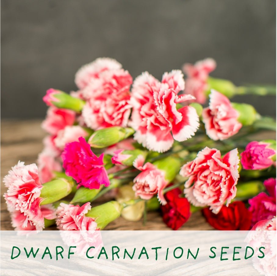 The Plant Gift Co. The Plant Gift Co. - Seeds of Love. Grow Your Own Plant Kit - Flower Plant Kit - The Online Garden Store - SDS - OF - LV - GRW - 